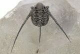 Long-Spined Cyphaspis Trilobite - Foum Zguid, Morocco #249023-1